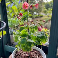 Attaches torsadées pour plantes, pour la fixation de vignes, de roses, de treillis, de serres et de supports de jardin, pour le maintien du feuillage, en rouleau de 100m