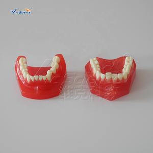 Tanden Orthodontische <span class=keywords><strong>Training</strong></span> <span class=keywords><strong>Typodont</strong></span> Model Orthodontisch Model Van Tanden Medische Wetenschap Tandheelkundige Anatomiemodel - Product Image 4