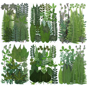 Fleurs séchées pressées pour la résine, <span class=keywords><strong>feuilles</strong></span> <span class=keywords><strong>de</strong></span> fleurs naturelles, <span class=keywords><strong>feuilles</strong></span> florales séchées en vrac pour l'artisanat DIY - Product Image 1