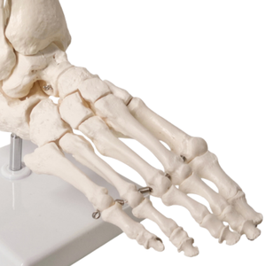 Modèle de squelette articulé du pied humain grandeur nature ADA, science médicale 1:1 avec partie du tibia et du fibula, modèle monté sur fil A109 - Product Image 4