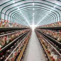 Maison de volaille à Structure en acier, maison de volaille moderne à faible coût pour 10000 poulets