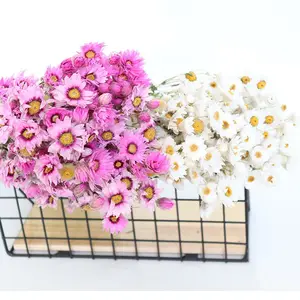 زهور مجففة طبيعية للزينة ساخنة البيع زهور دايزي المزهرة المموجة وطبيعية زهور الغزال