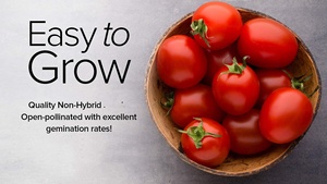 Gia truyền không biến đổi gen Red Cherry hạt giống Cà chua gói lớn Cherry Hạt giống cà chua cho nhà vườn rau như làm vườn Quà Tặng - Product Image 4