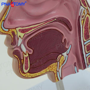 PNT-04361ขนาดชีวิตมนุษย์โพรงจมูกและจมูกกายวิภาคศาสตร์รุ่นวิทยาศาสตร์การแพทย์กายวิภาครุ่นภาพขั้นสูงพีวีซี PNATOMY 240กรัม - Product Image 3