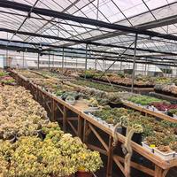 Décoration d'intérieur, plantes artificielles en pot, plantes d'intérieur, pots de plantes, simulation de succulentes, bonsaï pour décoration de bureau