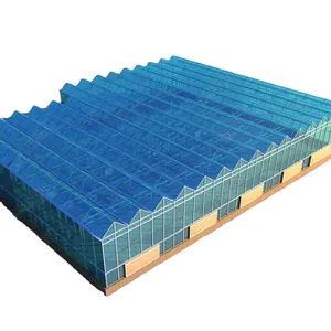 温室廉价Venlo多跨钢化玻璃农业温室