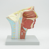Modelo de sistema humano Muscular para la cabeza, modelo anatomico de venas y sangre, equipo educativo
