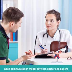 Hígado páncreas duodeno modelo tamaño real hígado anatomía modelo páncreas modelo para investigación médica y enseñanza - Product Image 6