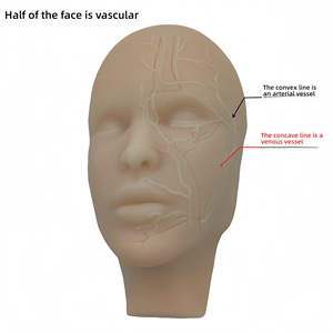 Tête d'entraînement en silicone pour injections faciales avec os et vaisseaux, pour <span class=keywords><strong>la</strong></span> pratique de <span class=keywords><strong>la</strong></span> micro-plastique - Product Image 4