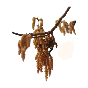 Estratto <span class=keywords><strong>di</strong></span> fiori <span class=keywords><strong>di</strong></span> <span class=keywords><strong>pioppo</strong></span> in polvere 10:1/20:1/30:1 multi-specifica polvere <span class=keywords><strong>di</strong></span> fiore <span class=keywords><strong>di</strong></span> <span class=keywords><strong>pioppo</strong></span> solubile in acqua - Product Image 4