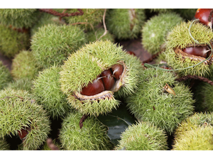 Châtaignes Fraîches <span class=keywords><strong>Prix</strong></span> de Gros Noix Brutes Douces et Savoureuses Approvisionnement en Vrac pour Supermarchés et Transformation Alimentaire - Product Image 3