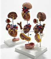 Modèle d'anatomie humaine multi-organes détachable, utilisé pour l'enseignement, les expériences et l'observation