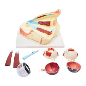 Modelo de anatomía <span class=keywords><strong>del</strong></span> <span class=keywords><strong>ojo</strong></span> humano con aumento de 3 veces, con órbita, hueso, nervio y partes desmontables <span class=keywords><strong>del</strong></span> globo ocular para el aula de biología y fisiología - Product Image 2