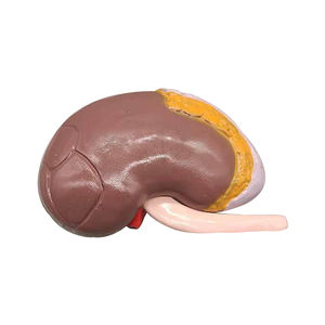 Segment rénal transparent (avec A) ZM1196 23*17*<span class=keywords><strong>12</strong></span> SMD143 - Product Image 5