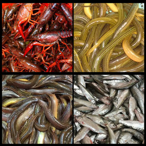 Nasse de pêche pliable en filet, en Nylon et Polyéthylène, à 4 à 24 trous, pour loches, anguilles, crabes, écrevisses et crevettes - Product Image 5