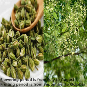 Polvere di Estratto di Fiore di Sophora Japonica Naturale di Qualità, Polvere di Luteolina, Vendita all'Ingrosso - Product Image 4