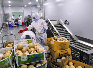 Offre des machines de traitement de l'eau de noix de coco vertes et matures - Product Image 6