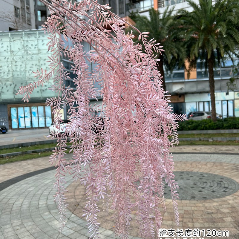 Erba di acacia pendente rosa