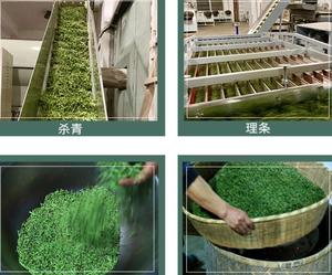 ชาภูเขาสีเหลืองปลายฝอยสิบยี่ห้อดังหวงซาน<span class=keywords><strong>เหมา</strong></span>เฟิงชาเขียวภูเขาสีเหลือง - Product Image 6