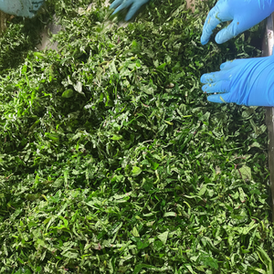 Feuilles de patate douce congelées de qualité supérieure au goût sucré naturel du Vietnam/disponibles en entier, hachées et mélangées - Product Image 1