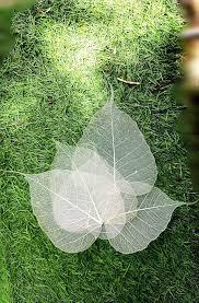 Feuilles de sécium séchées de qualité supérieure pour la décoration de mariage, la fête des pères, Halloween, la maison, le bureau, fleurs séchées - Product Image 3