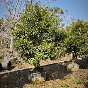 Hokbg ถุงปลูกต้นไม้สำหรับเรือนเพาะชำขนาดใหญ่ส่งตรงจากโรงงานสำหรับสวนมังคุด - Product Image 3