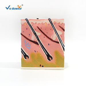 Synchronisation des couleurs assistée par l'ordinateur pour les modèles d'anatomie cutanée, modèles avancés de structures cutanées peintes - Product Image 5