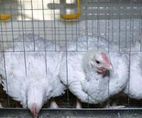 Poulailler de type cage pour élevage de poulets de chair à Dubaï, longue durée de vie, best-seller