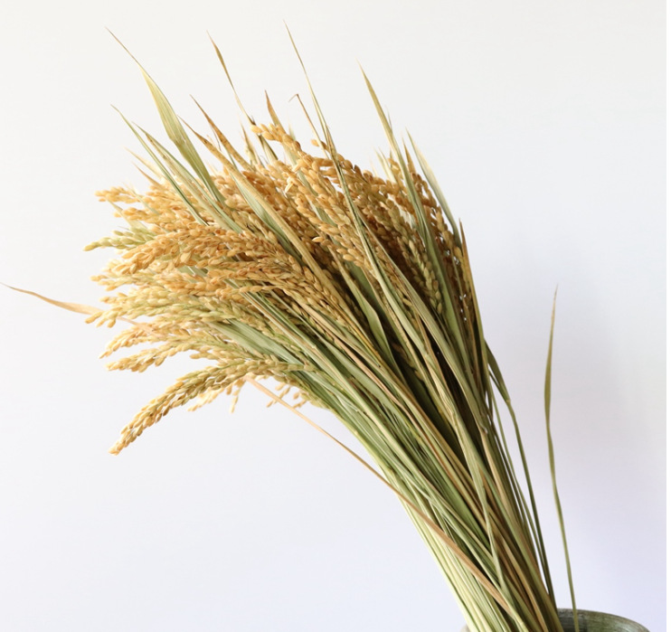 Riz couleur primaire 100 branches