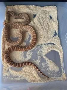 Forepythoncn ตู้เลี้ยงสัตว์4<span class=keywords><strong>ชั้น</strong></span>ใสแบบ A4กล่องพลาสติกสำหรับสัตว์เลื้อยคลาน - Product Image 5