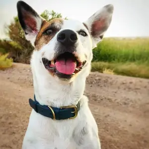 <span class=keywords><strong>Collar</strong></span> de perro de alta calidad para mascotas clásico "Lifetime" de alta resistencia-más fuerte que el cuero-collares impermeables e inodoros - Product Image 5