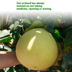 <span class=keywords><strong>Fujian</strong></span> Pinghe Guanxi kırmızı kalp Pomelo süper tatlı taze mevsimsel meyve ince cilt kırmızı et çiftlik kullanımı için benzer Mango greyfurt - Product Image 3