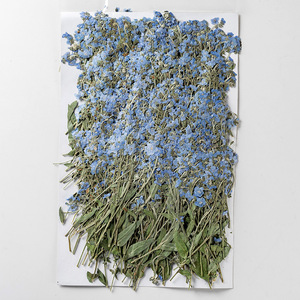 Fleurs séchées bleues naturelles Forget-Me-Not avec tige Don't Forget Me Fleur pressée pour l'artisanat, art en résine - Product Image 3