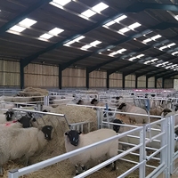 Structure en acier préfabriquée fournie par un fabricant chinois pour l'élevage de chèvres et de moutons, conception de hangar pour l'élevage d'animaux