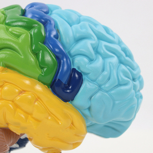 Modelo de Anatomía del Cerebro Humano para Enseñanza y Aprendizaje de Neurociencia, Exhibición para Estudio en el Aula de Ciencias - Product Image 2
