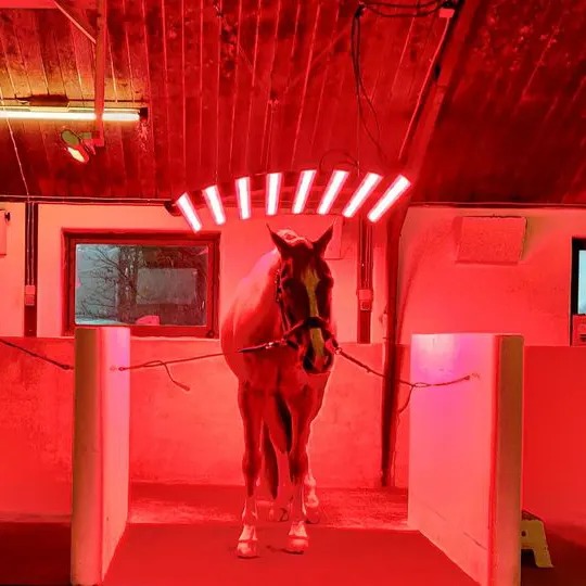 Assistant therapy device barn light per equine sunbath LED horse solarium