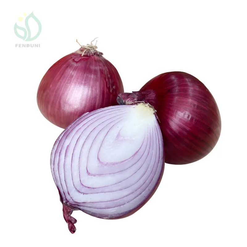 Fresh Peeled Onion for Japan / Singapore Market