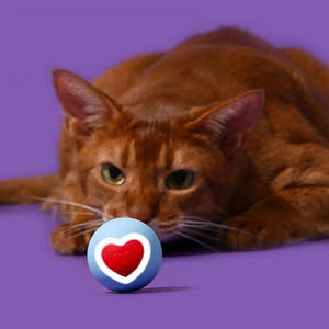 Otomatik elektrikli kedi topu parlaklık aşk kalp atışı eğitim oyunu akıllı zıplayan köpek topu haddeleme yuvarlak Pet oyuncak interaktif kedi oyuncak - Product Image 1