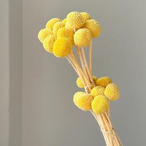 Boules dorées éternelles naturelles préservées en gros, solution tout-en-un pour la décoration de mariages, de la fête des Mères et de Noël - Product Image 5