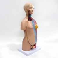 Modelo de Torso Humano de 45 cm y 23 Partes, Modelo Anatómico Masculino y Femenino para Enseñanza