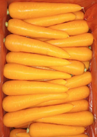 Carottes fraîches de qualité supérieure, carton de 10 kg, tailles S, M, L, norme d'exportation