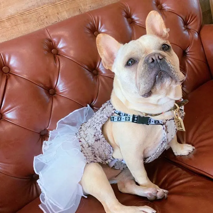 Mode Luxe Merk Prinses Prins Trouwjurken Huisdier Hond Jurk Voor Jongen En Meisje Hond
