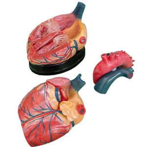 Anatomik Model insan yeni stil Jumbo kalp modeli <span class=keywords><strong>Stent</strong></span> anatomik Model anatomik kalp - Product Image 2