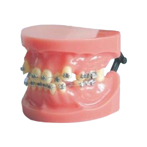 Modèle ADA L1029 de dents à correction fixe (déplacées) - Mannequin scientifique médical de Shanghai - Product Image 1