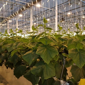 Crochets de suspension pour filet résistant aux UV 12M, pour tomates, serres, légumes et plantes de jardin - Product Image 2