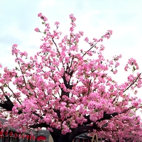 Dernier design, arbre artificiel en fibre de verre de 300 cm de hauteur, fleurs de cerisier bicolores, écologique, durable, moderne et luxueux