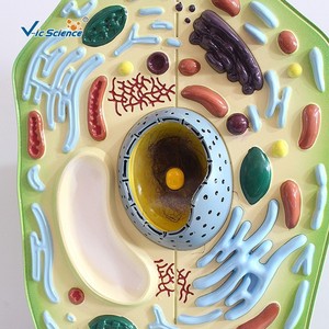 Modelos de células vegetales, enseñanza de biología, disección ampliada de modelos de plantas, modelos de anatomía celular para enseñanza en escuelas secundarias - Product Image 3