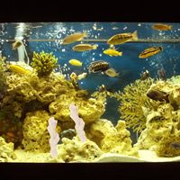 Coraux de sable osseux naturels écologiques pour la décoration d'aquariums en verre