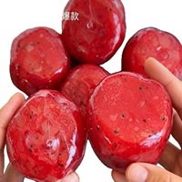 Jouet Squishy T Watermelon Smoothie en caoutchouc, design à trous et bruit froissé, jouet anti-stress à presser pour collection