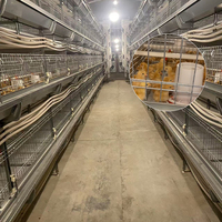 Équipement complet d'élevage avicole, système de cages pour poules pondeuses de type H
